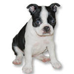 Galleria - Pentukuvia