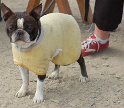 Niilo ja froteekangas