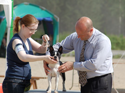 Näyttelyssä tuomari tarkastaa koiran